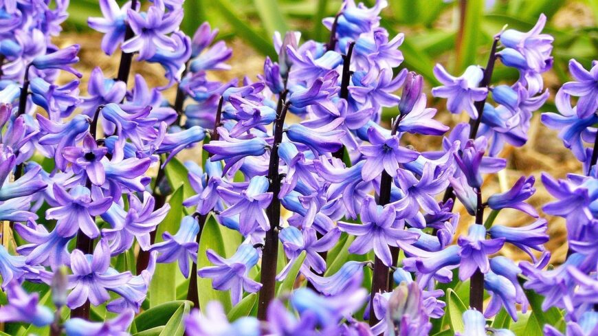 hyacinth-272492_1280-FILEminimizer